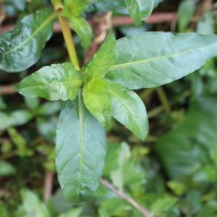 Alternanthera philoxeroides (Mart.) Griseb.